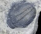 Double Elrathia Trilobite Plate - Large Specimens #27590-2